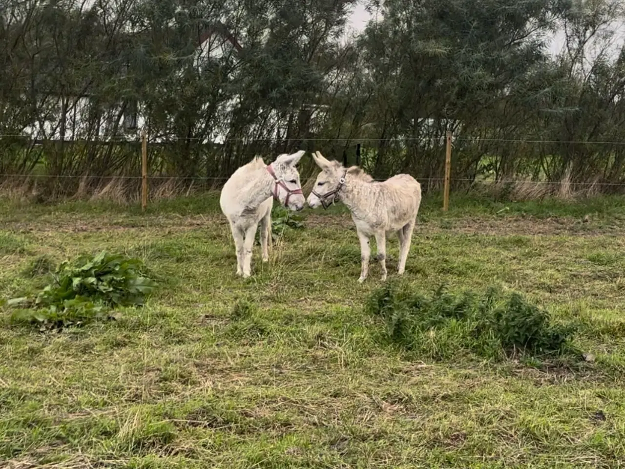 Billede 1 - To skønne æsler sælges
