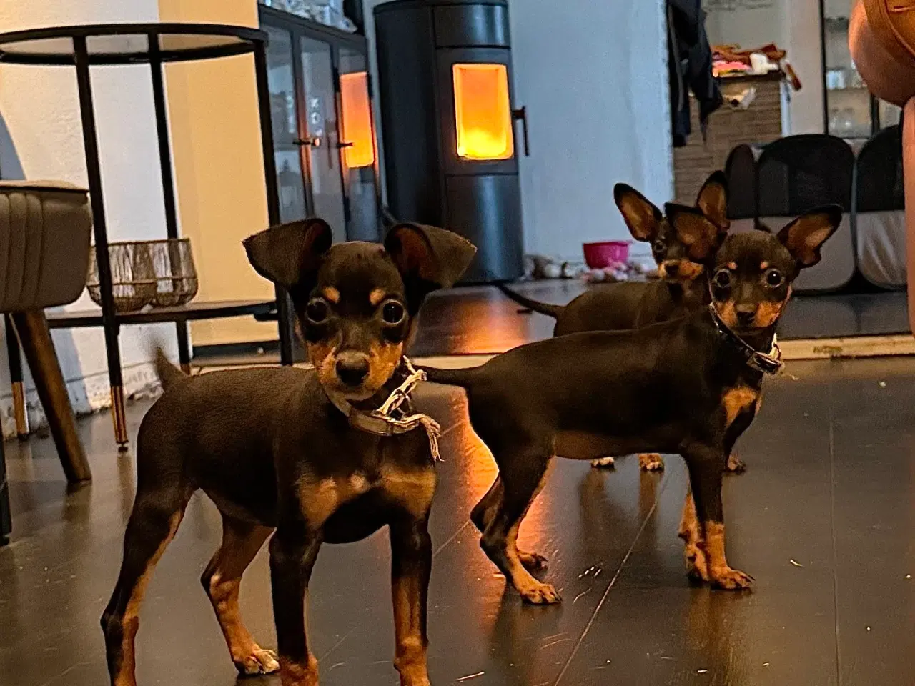 Billede 7 - Lille Hundehvalp 