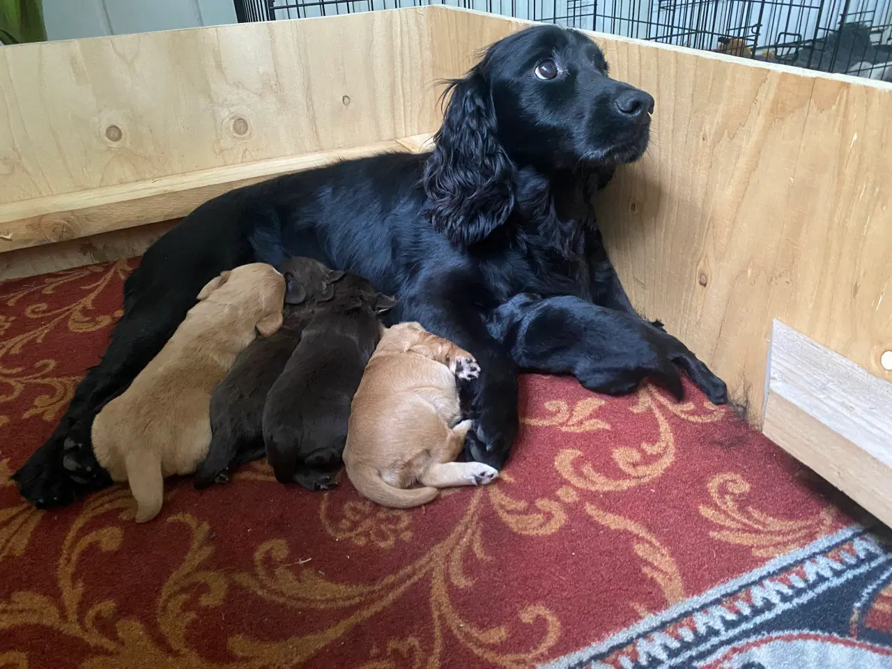 Billede 6 - FT Cocker Spaniel hvalpe