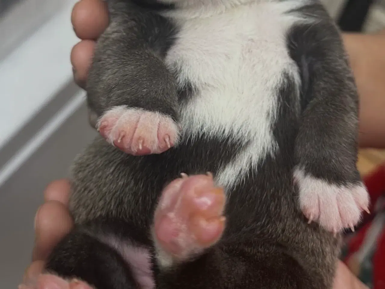 Billede 1 - Hunde hvalpe til salg