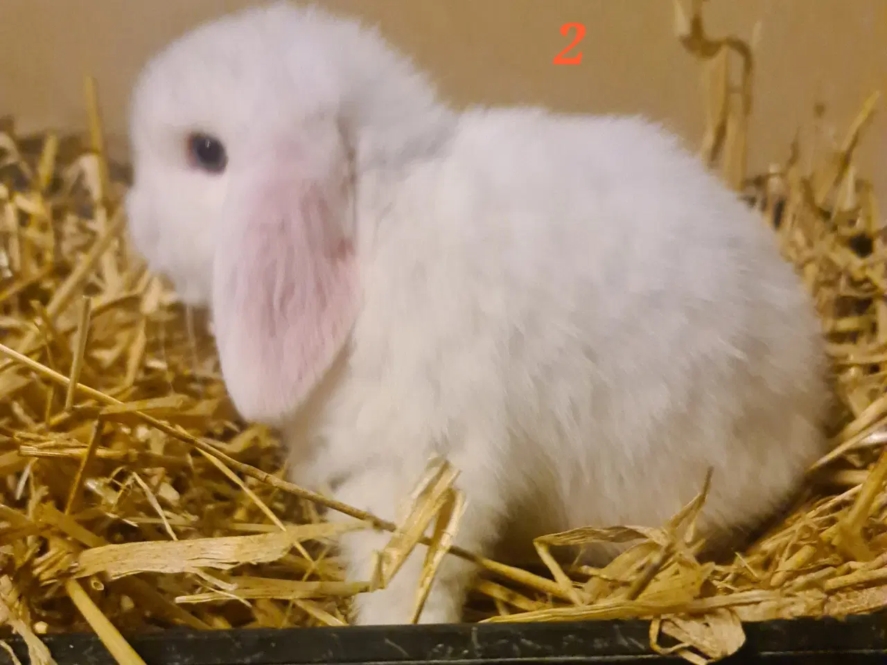 Billede 6 - Kaninunger Mini Lop 