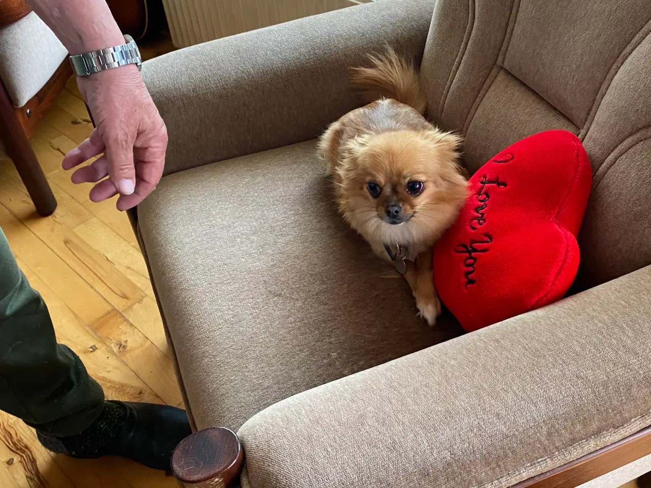 Billede 4 - Sød lille hund 