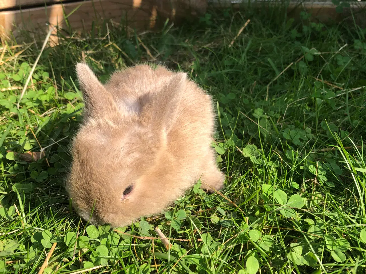 Billede 3 - Mini lop kaniner 