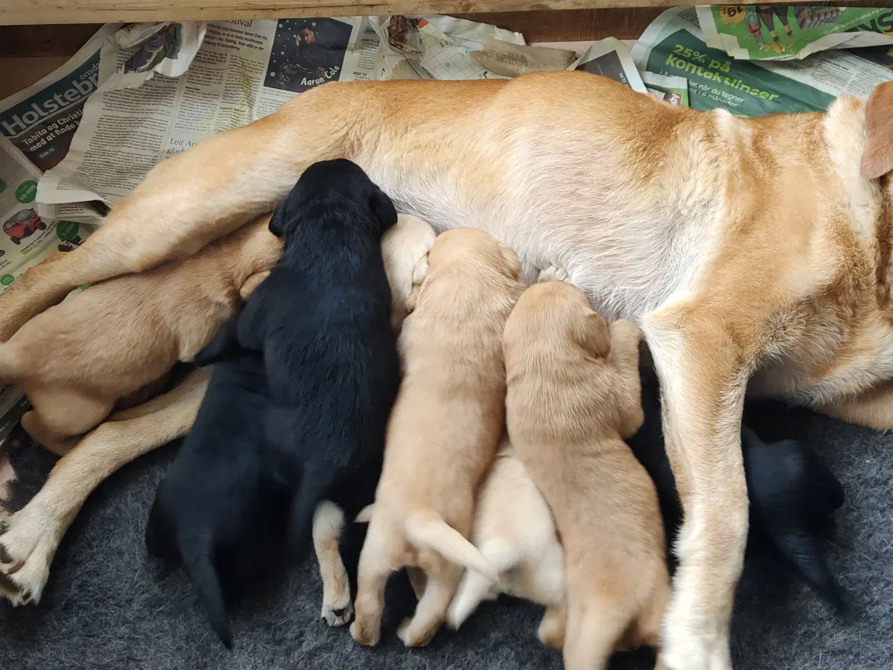 Billede 5 - Labradorhvalpe med stambog