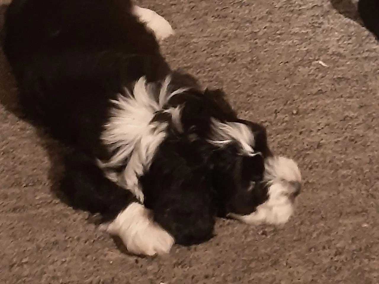 Billede 4 - Puddel havanese hvalpe