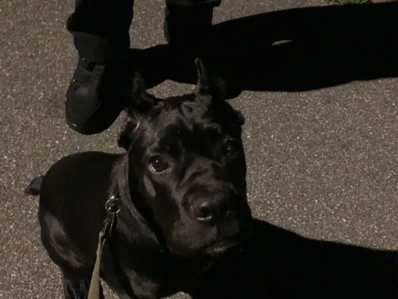 Billede 2 - Cane corso tæve hvalp 