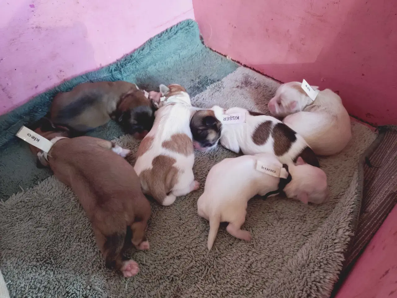 Billede 1 - Lhasa apso hvalpe med stambog 