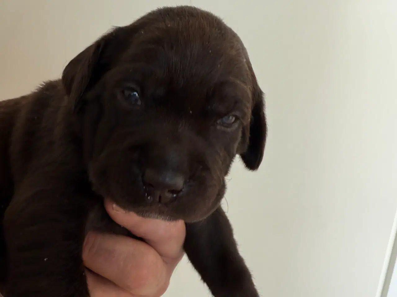Billede 5 - Brune labrador hvalpe