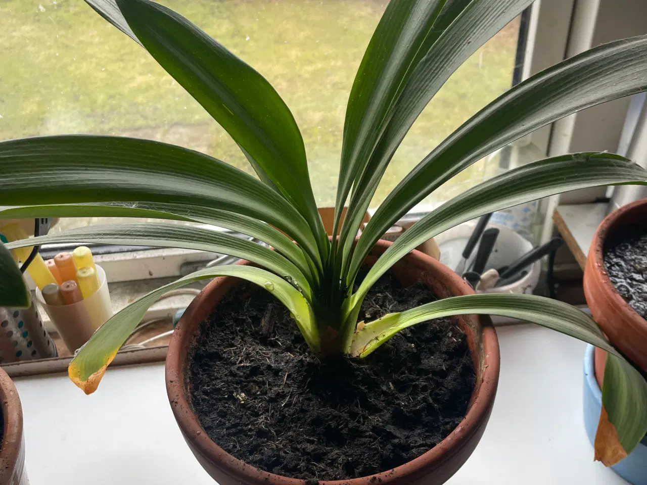 Billede 2 - plante Gratis