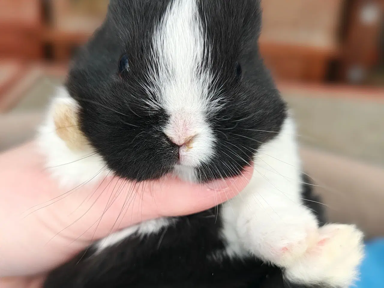 Billede 7 - Hermelin kaninunge sælges 