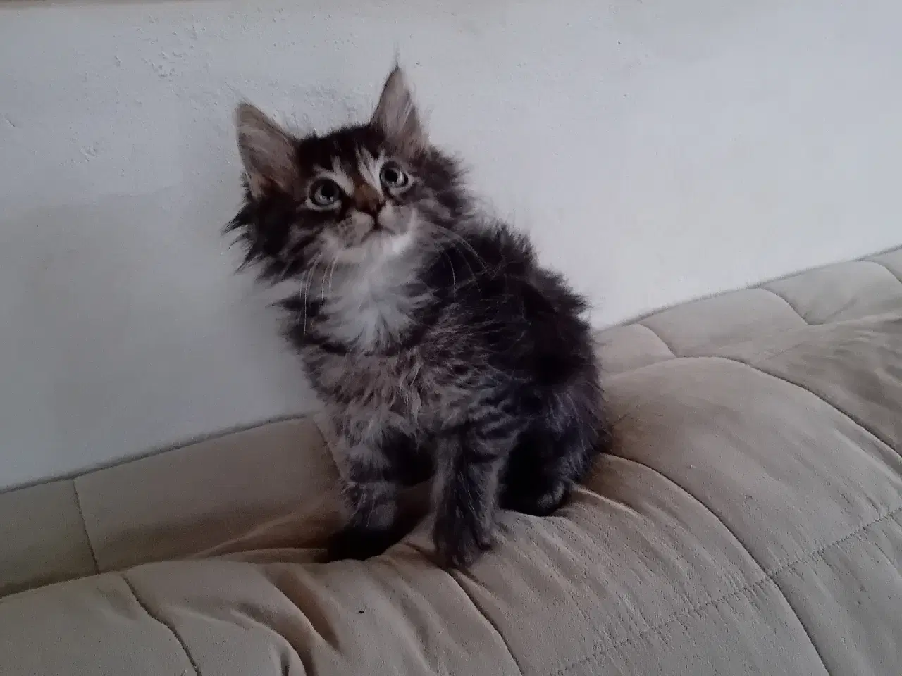 Billede 4 - Maincoon/Norsk skovkat