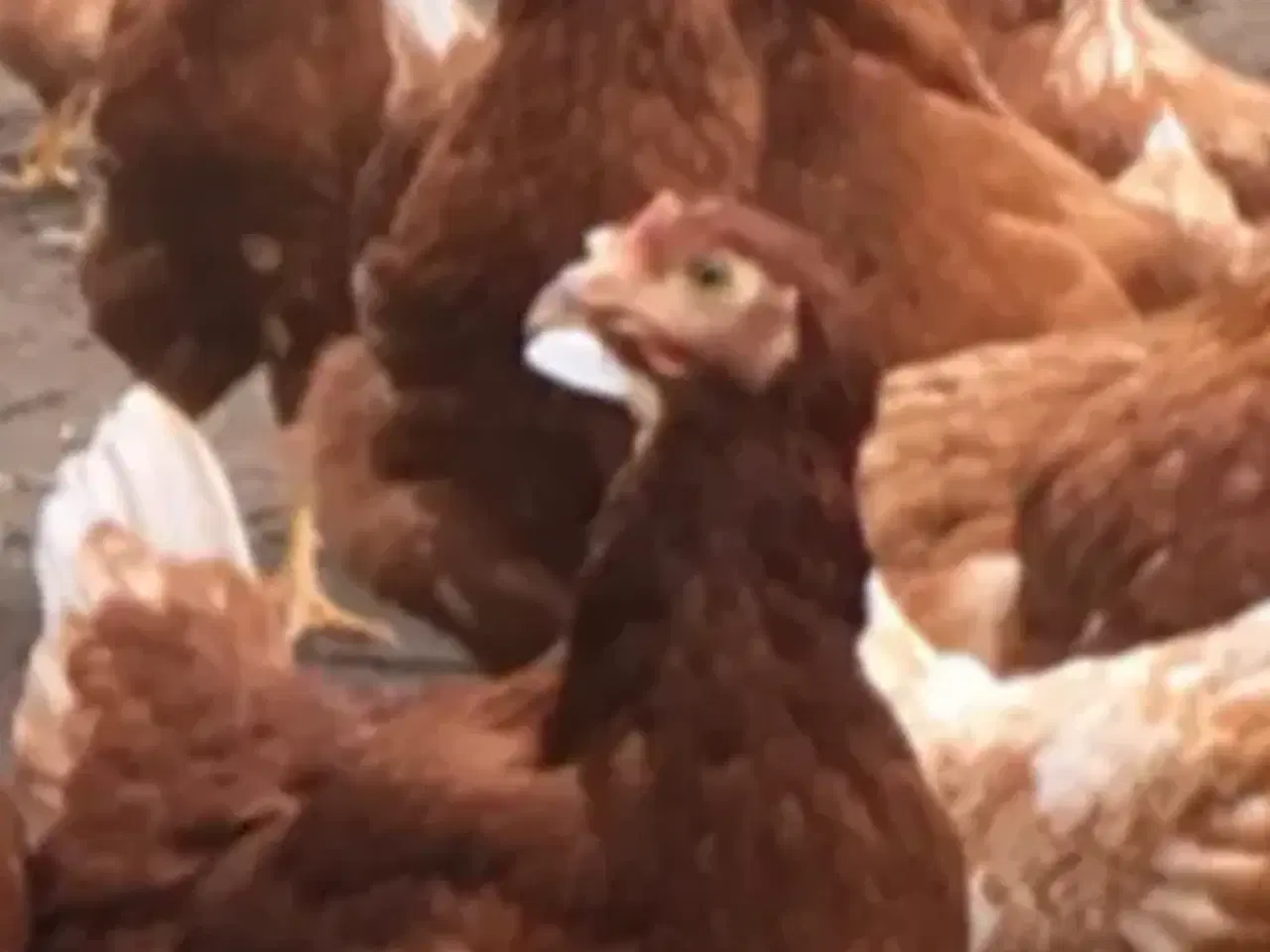 Billede 1 - Røde amerikanere  19 uge