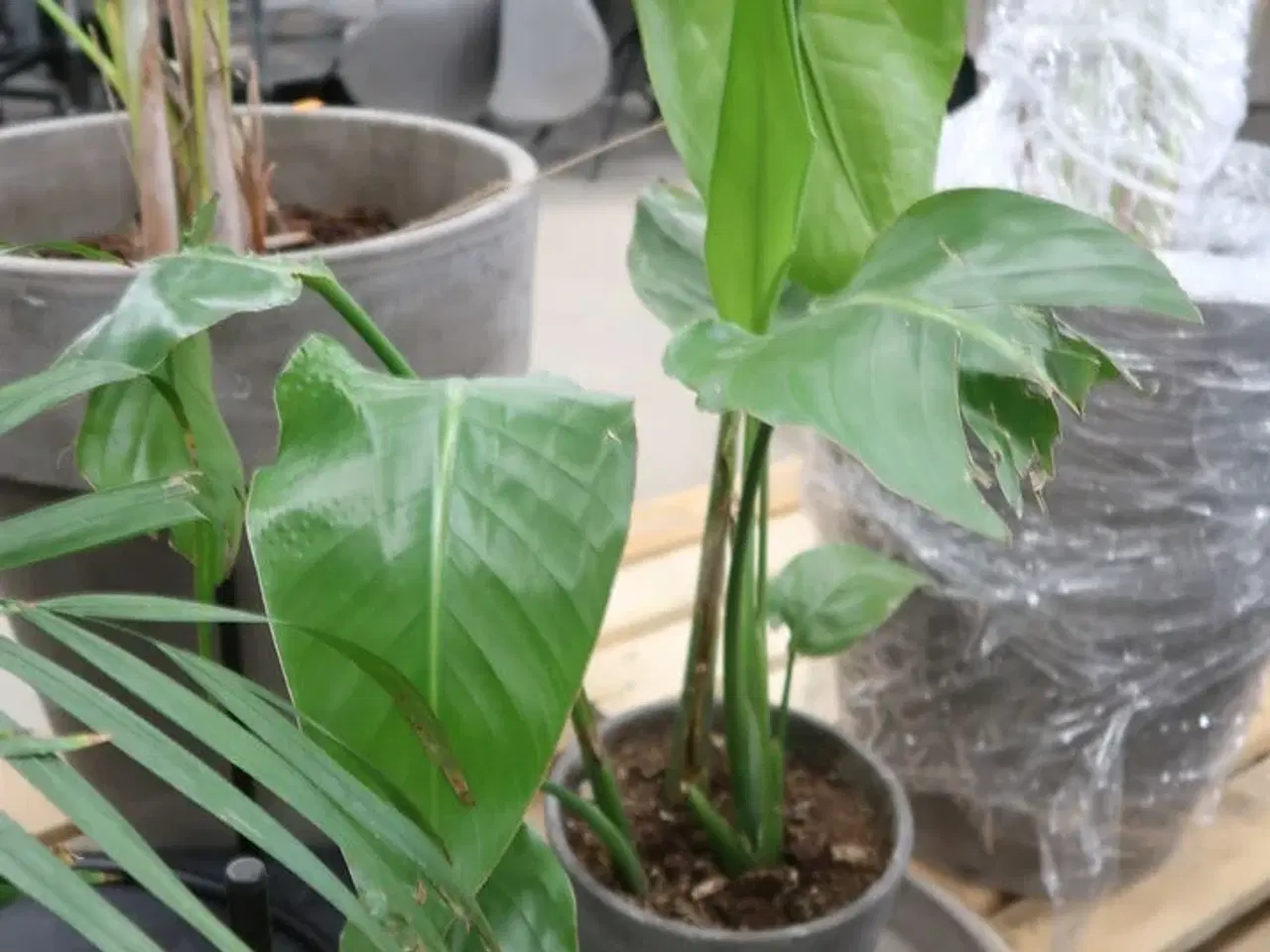 Billede 5 - Div. store planter i krukker