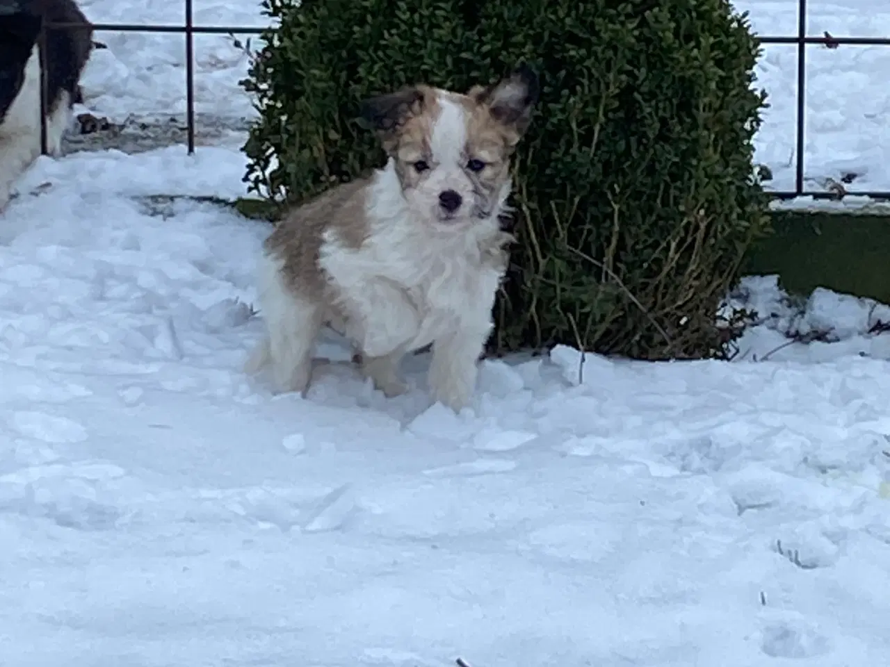 Billede 2 - Border collie / Coton de Tulear