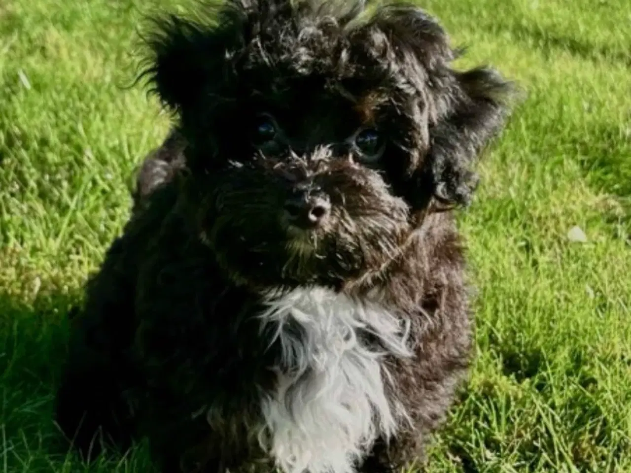 Billede 1 - Maltipoo sælges