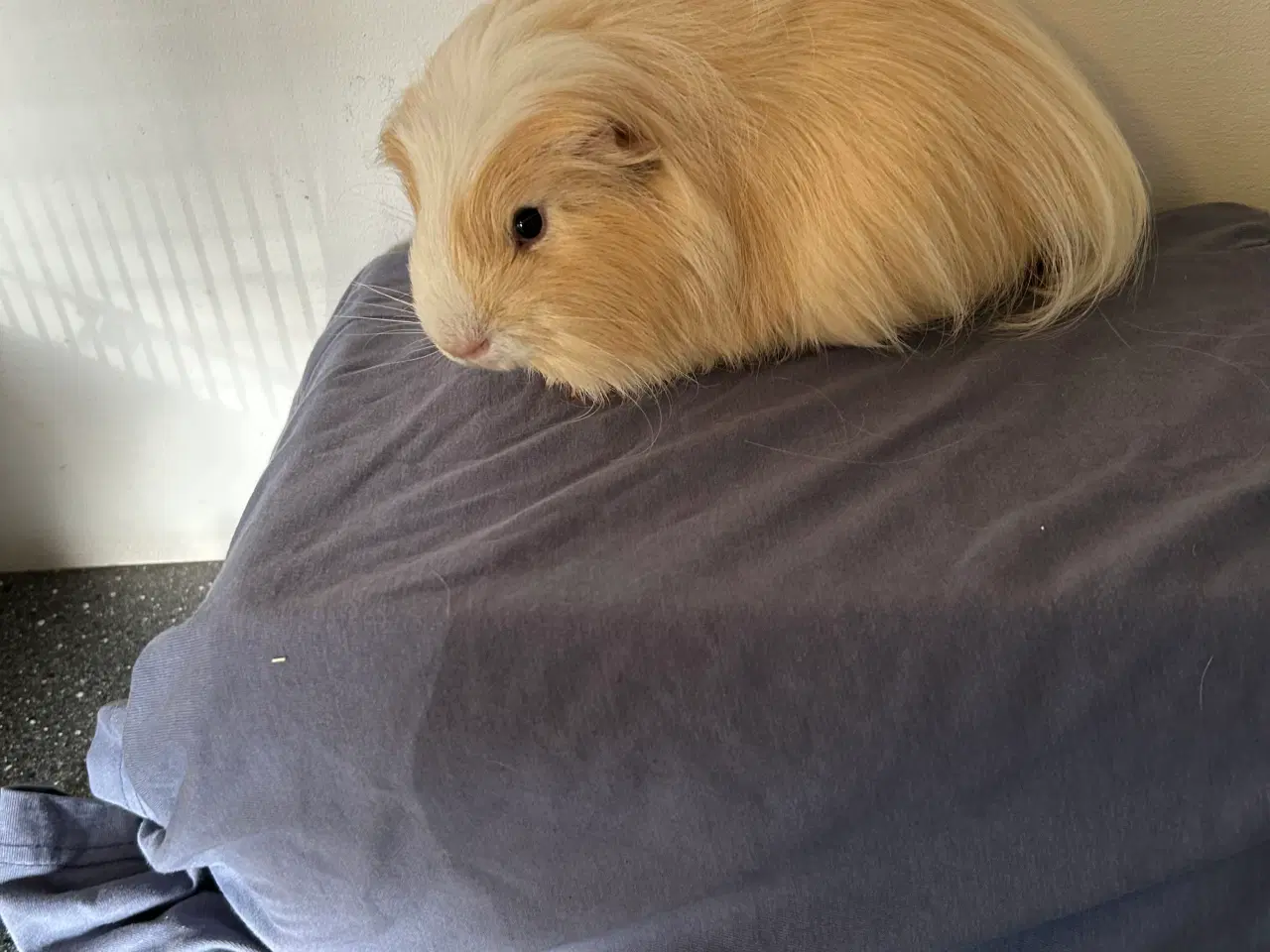 Billede 2 - Voksen marsvin han.