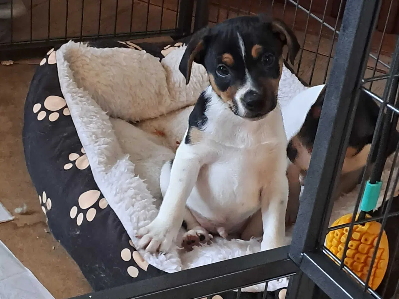 Billede 7 - Dansk svensk gårdhund hvalpe