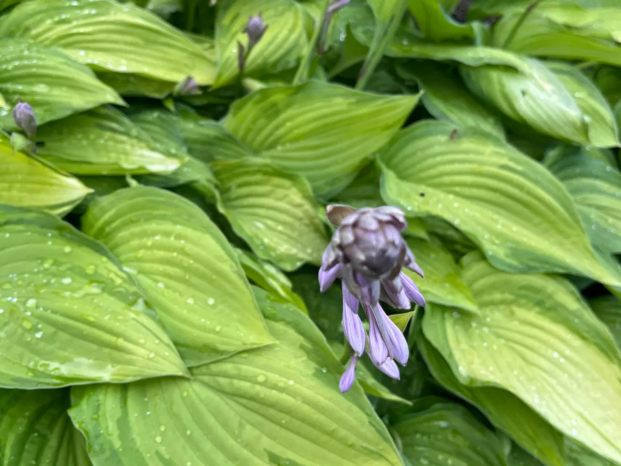Billede 2 - Flotte gratis Hosta/Funkia