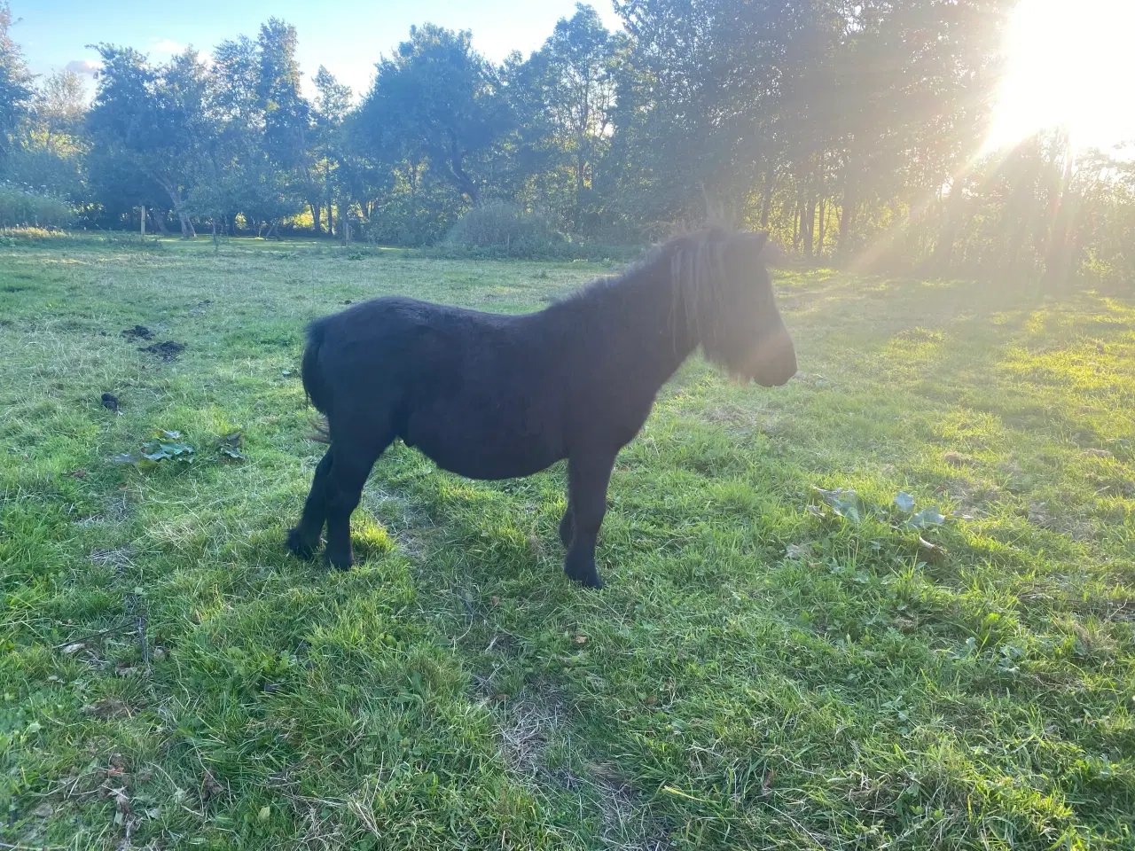 Billede 1 - Shetlænder hingsteplag 