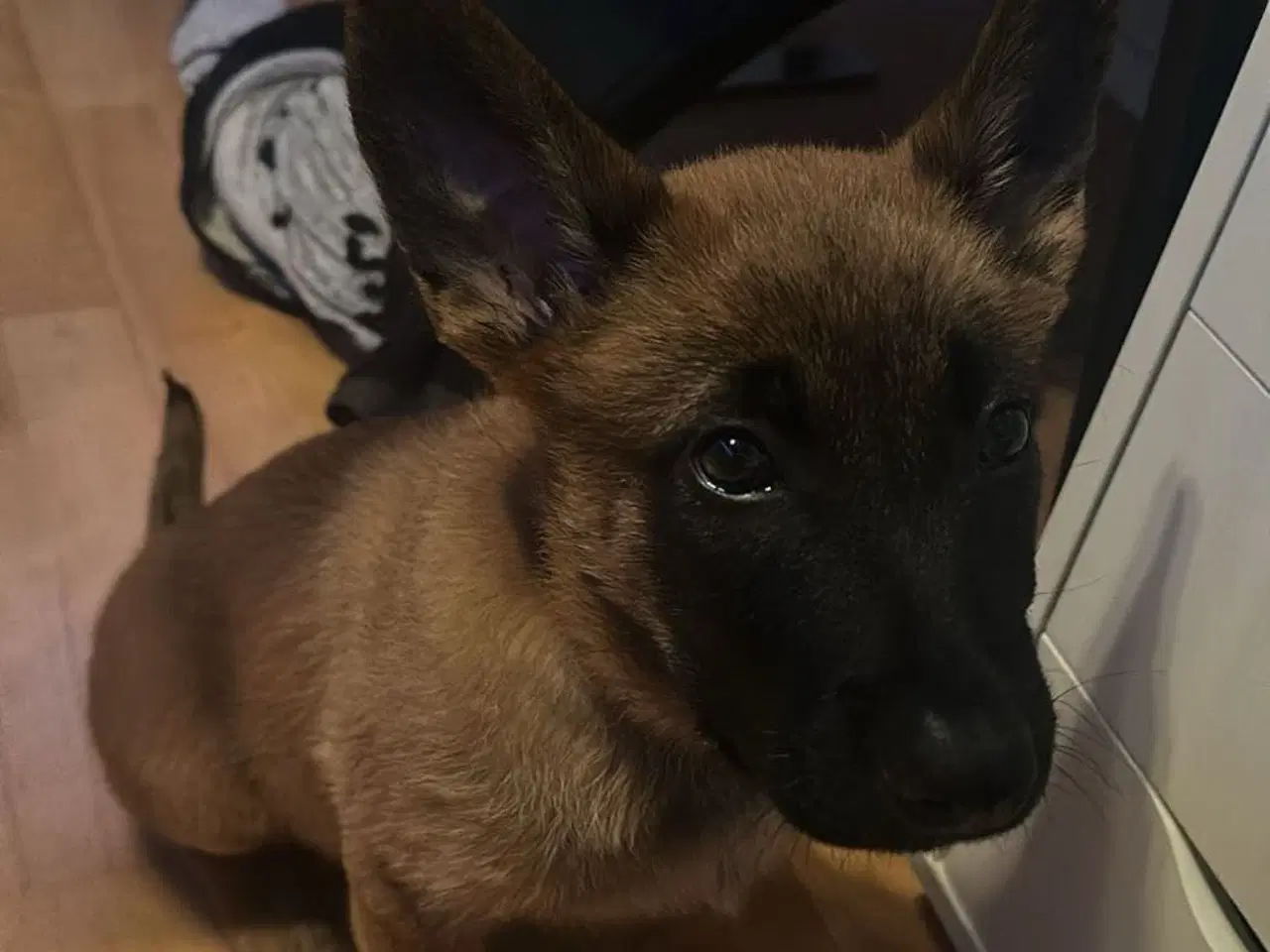 Billede 1 - Hund ( han)