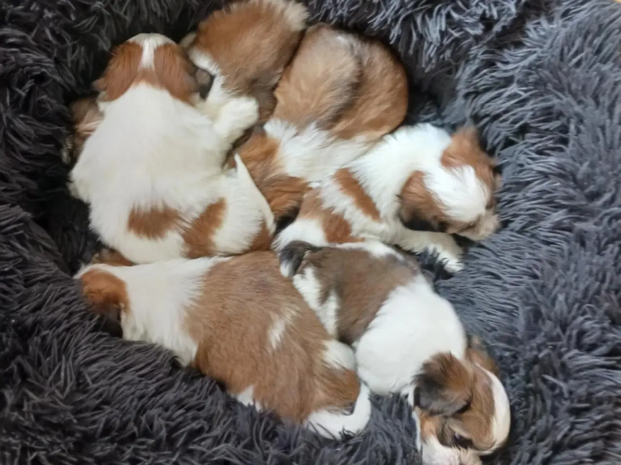 Billede 1 - Shih tzu / Lhasa apso til salg, overtagelse d.16/7