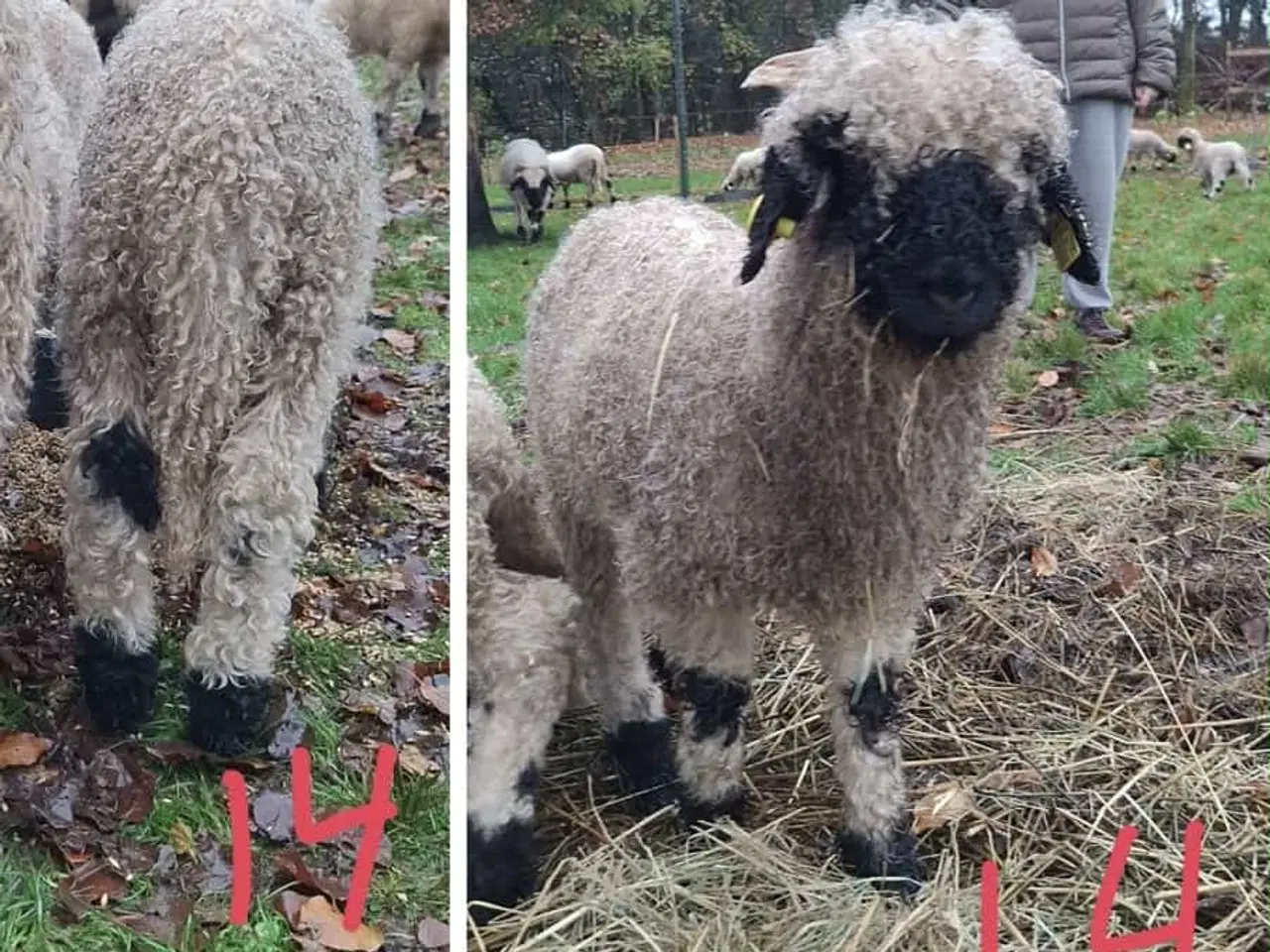 Billede 6 - Valais Blacknose gimmer- og vædderlam 