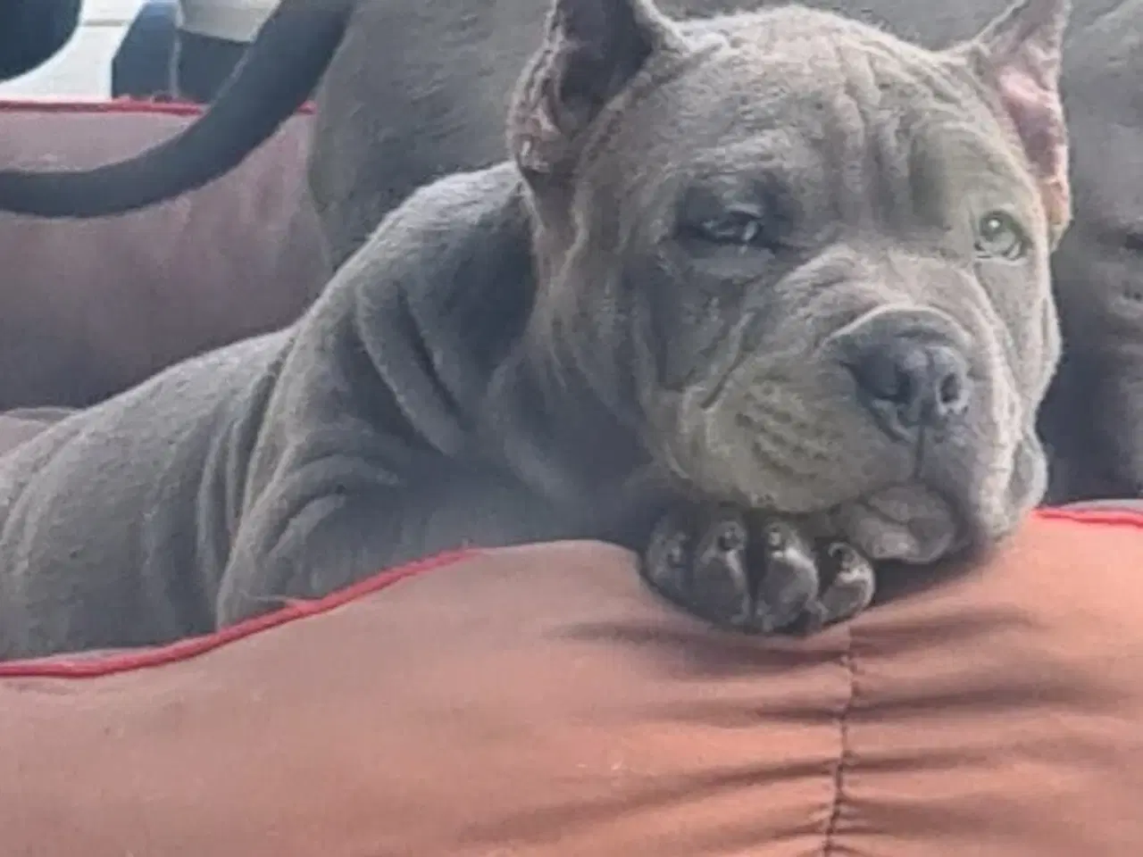 Billede 2 - American Bully Dreng - transport 