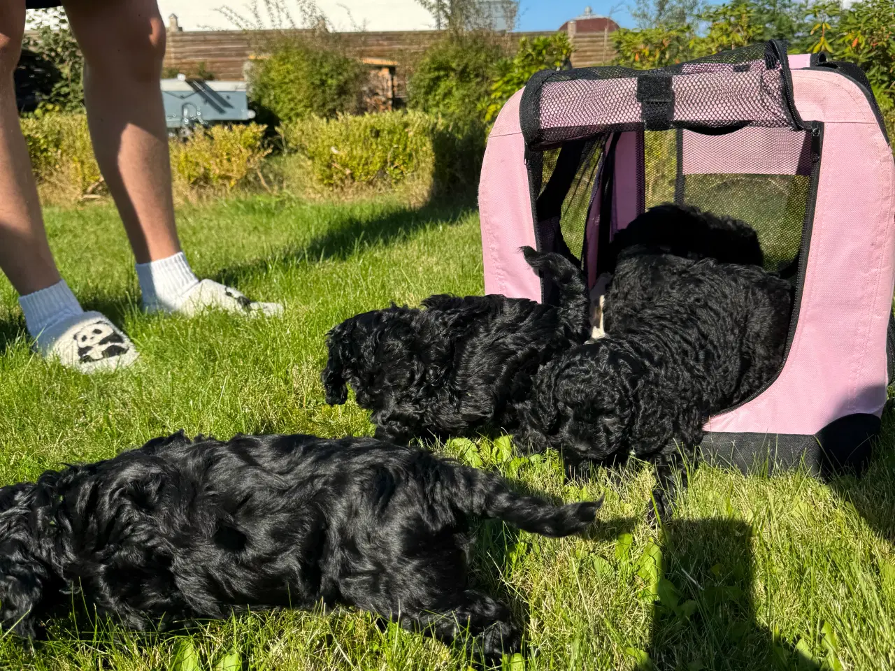 Billede 10 - Skønne Cockapoo-hvalpe søger kærlige hjem