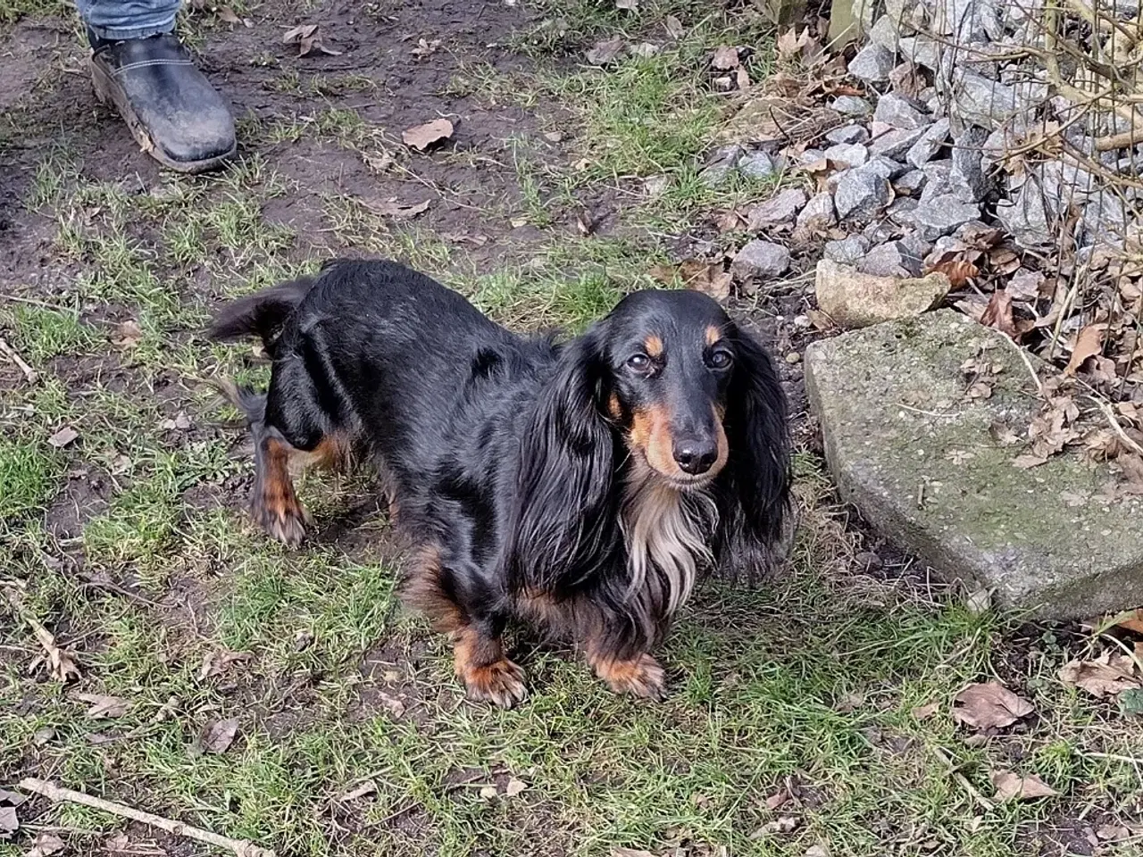 Billede 3 - Langhåret gravhundehvalpe