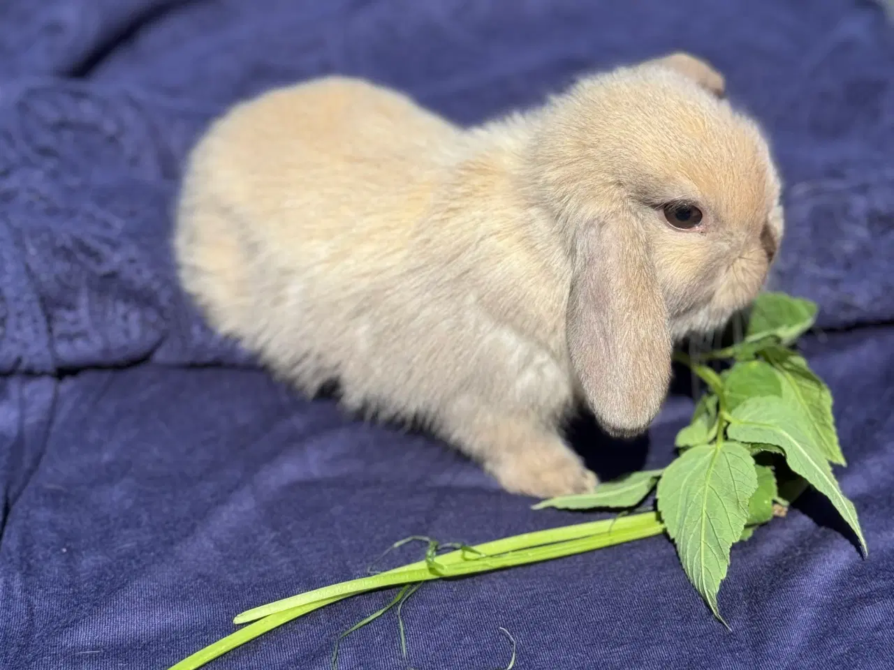 Billede 4 - Mini lop kanin unge
