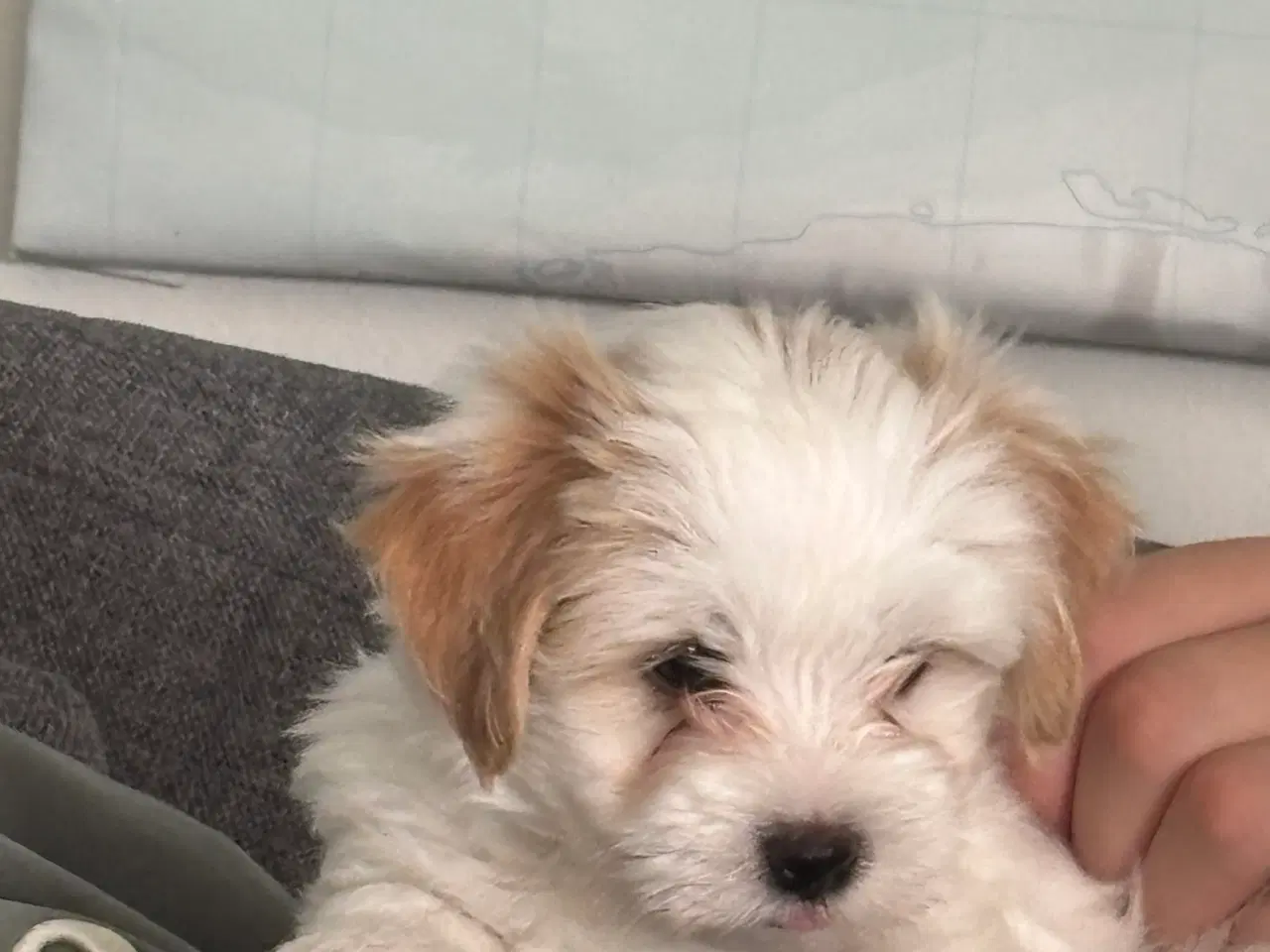 Billede 2 - Hundehvalpe 