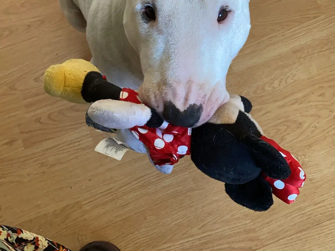 Billede 2 - Hund