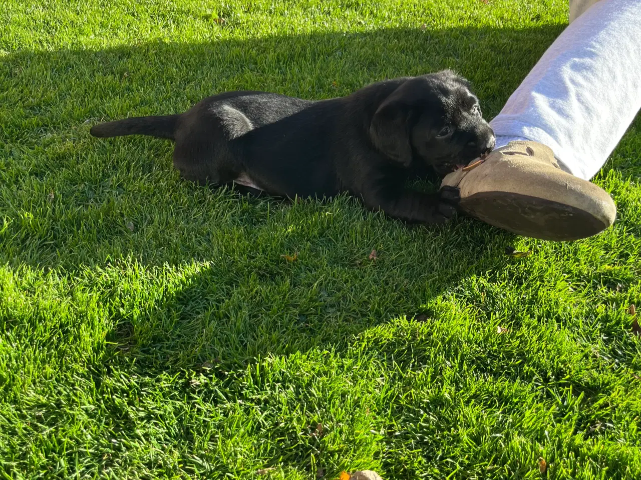 Billede 2 - Labrador hanhund søger kærlig familie🖤