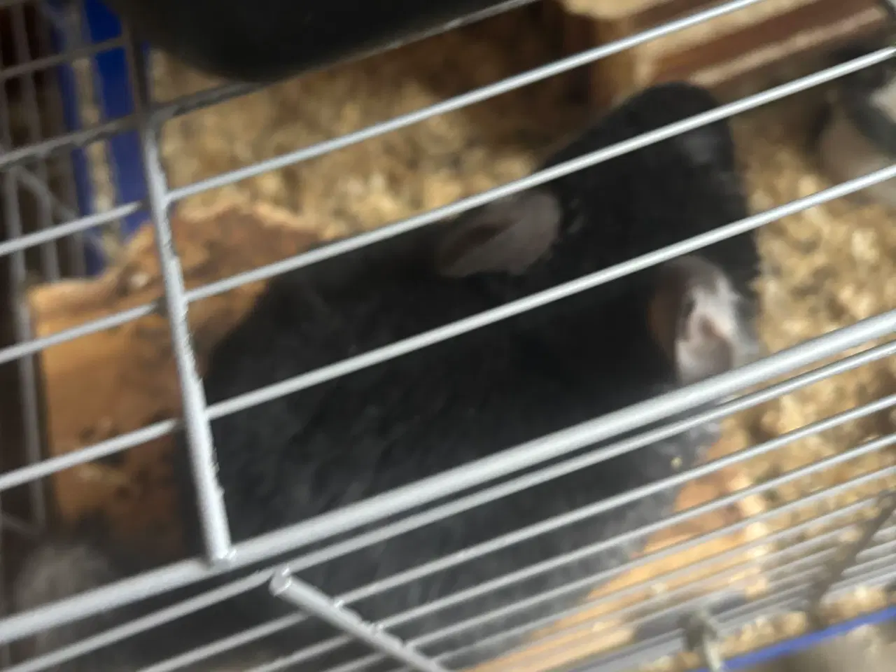 Billede 3 - To drenge chinchilla 