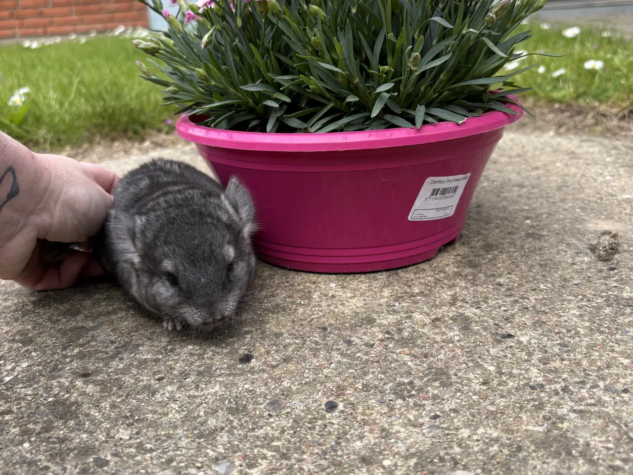 Billede 2 - HAN standard chinchilla 