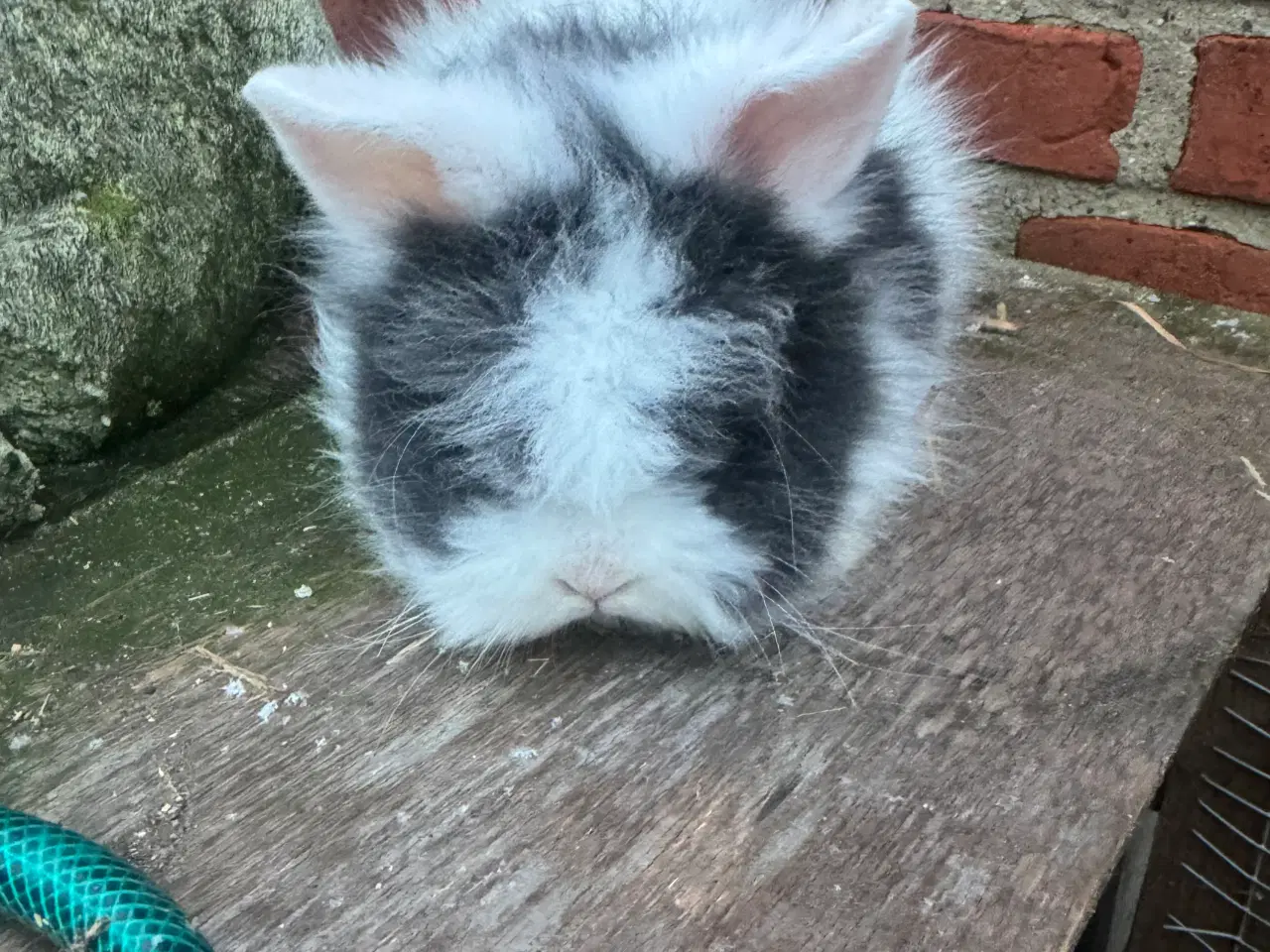 Billede 2 - Løvehoved hanner 