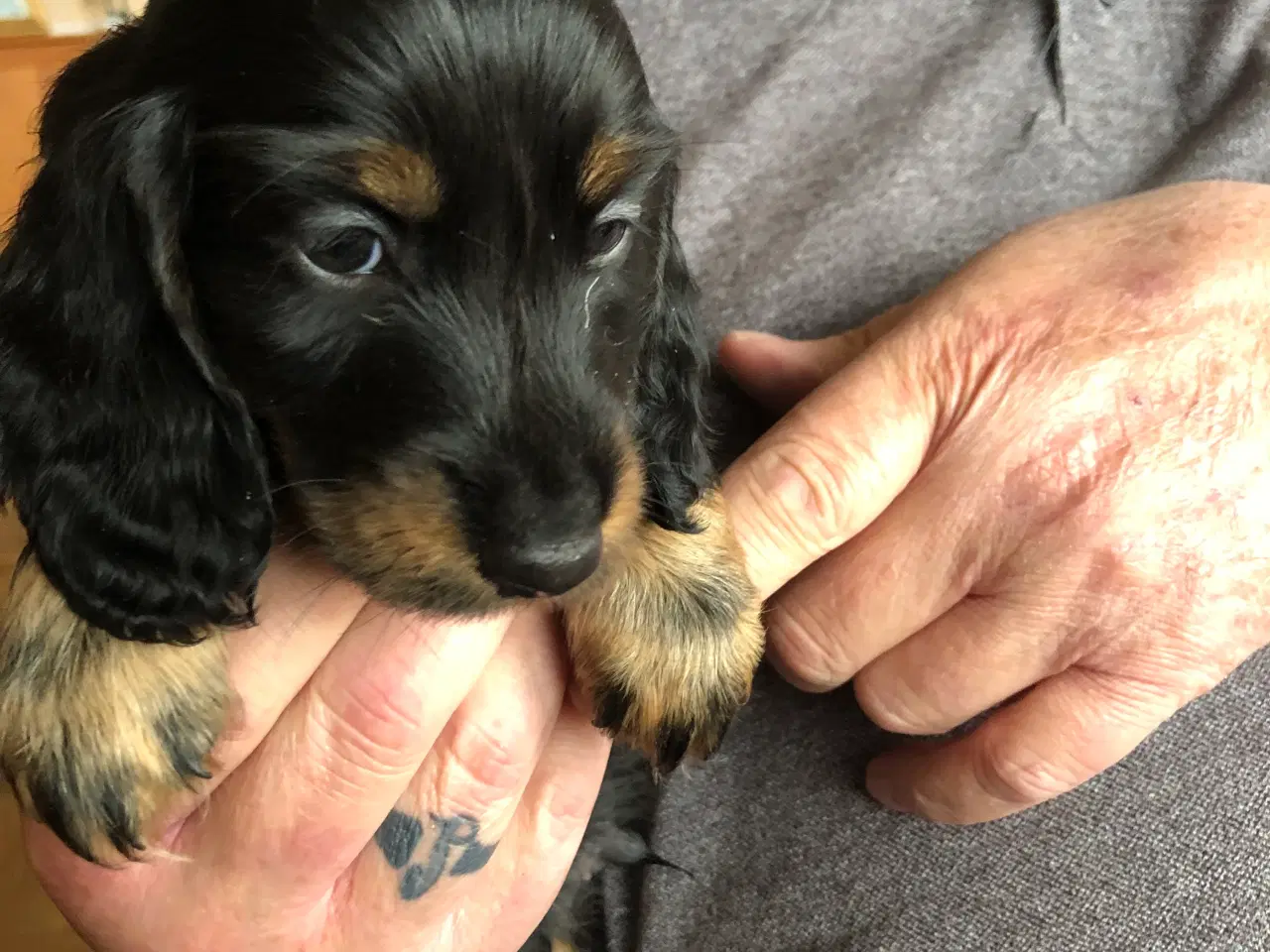 Billede 4 - Langhåret miniature gravhunde hvalpe