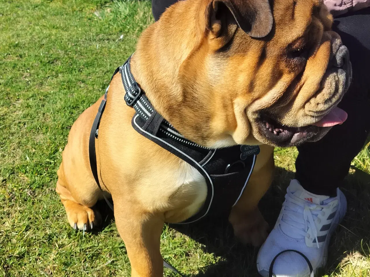 Billede 4 - Engelsk bulldog Kenzo