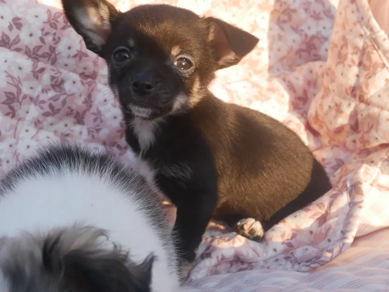 Billede 18 - Små, Superskønne pomchi hvalpe sælges