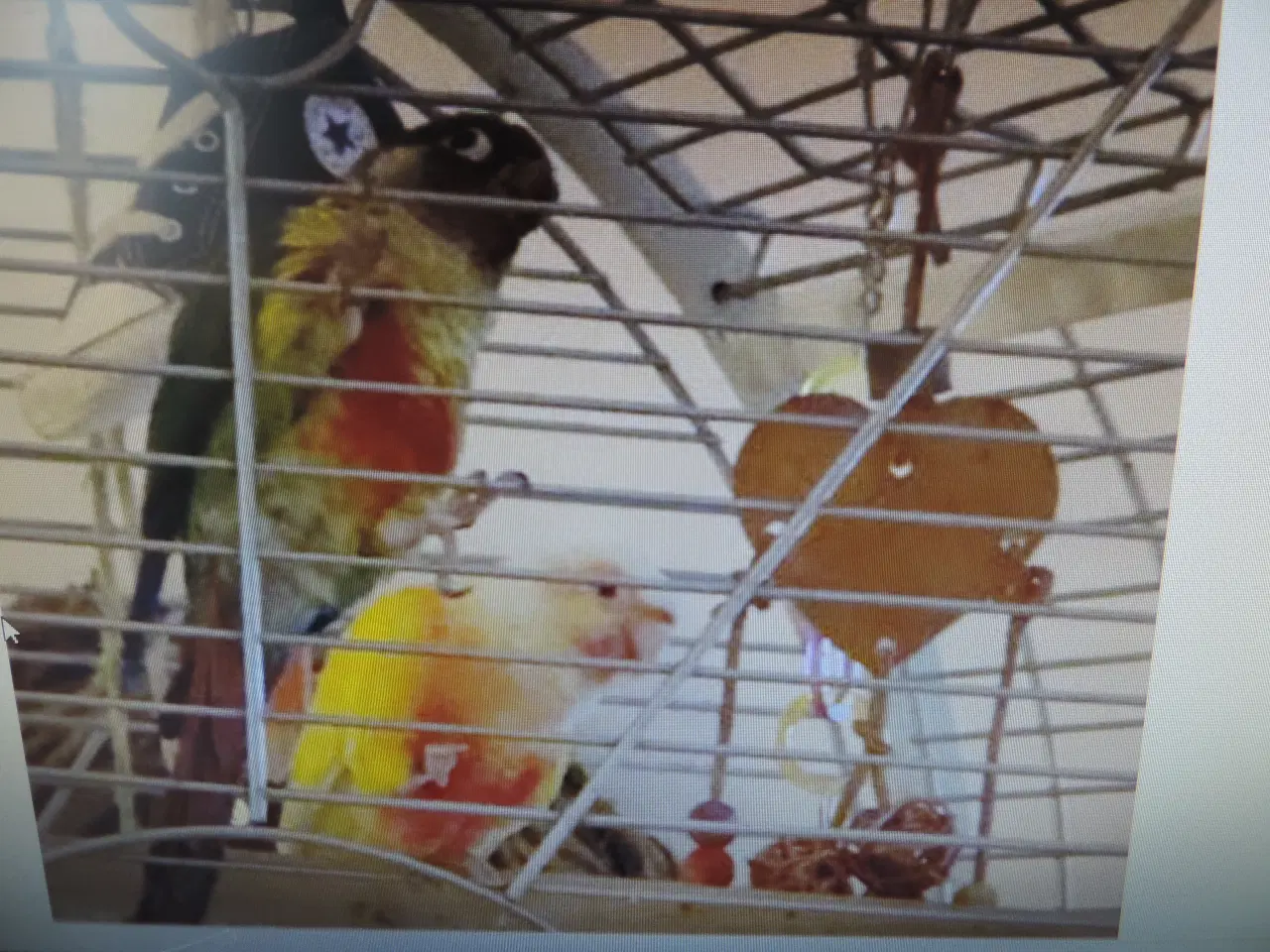 Billede 1 - Grønkindet Conure mutationer