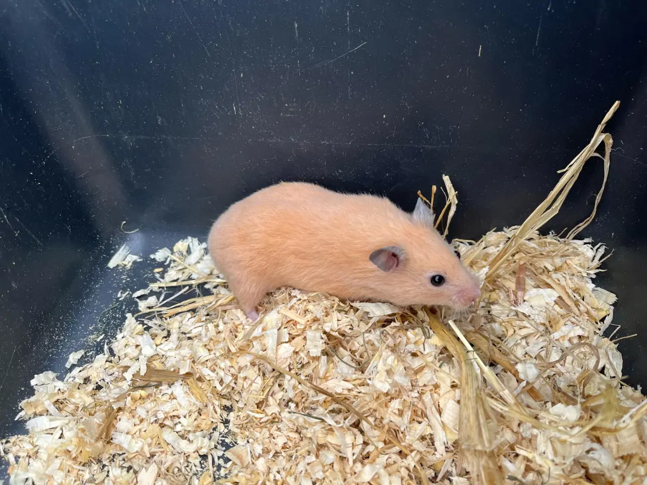 Billede 1 - Guldhamster 