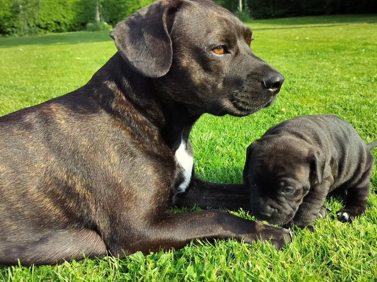 Billede 1 - engelsk Stafforshire bull terrier blandings hvalpe