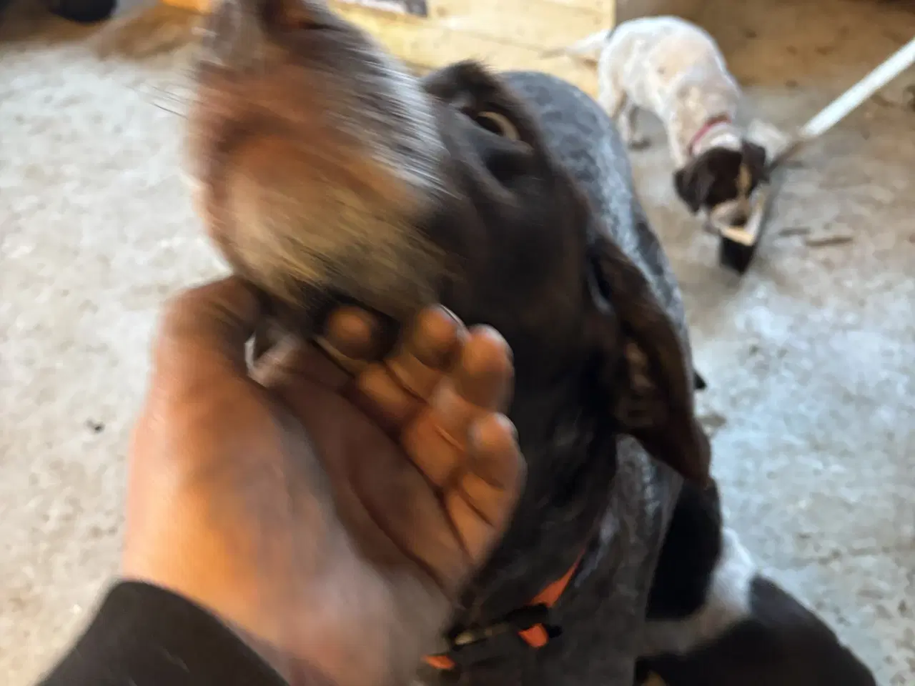 Billede 5 - Ruhåret hønsehund / kleiner münsterlænder 