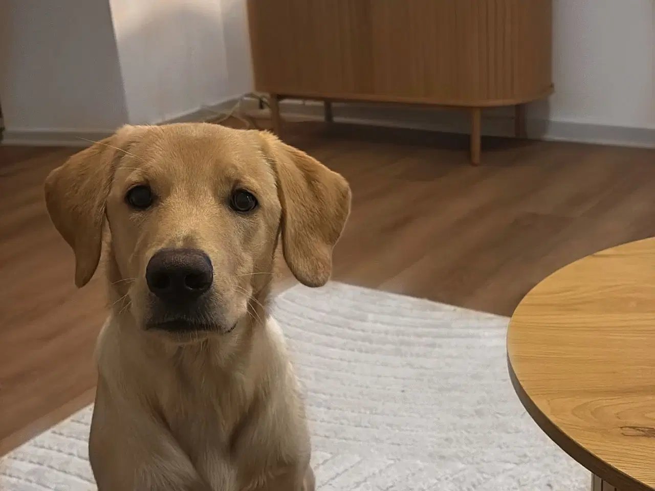 Billede 1 - Kærlig unghund søger nyt hjem