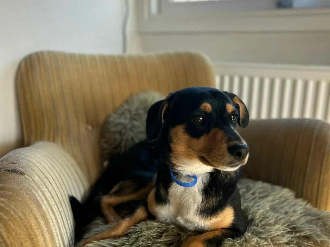 Billede 3 - Søde Charlie til omplacering
