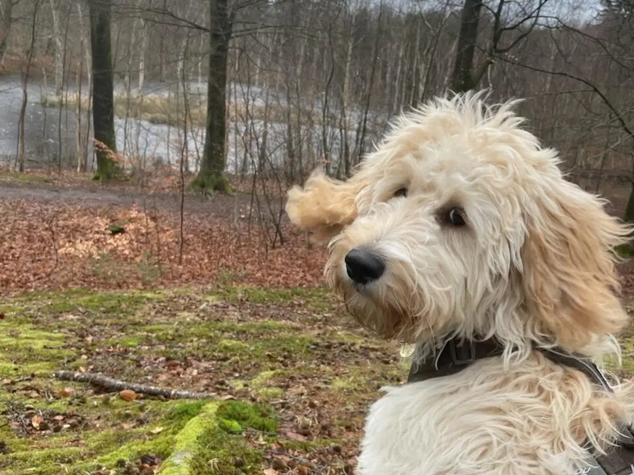Billede 5 - Goldendoodle søger nyt hjem