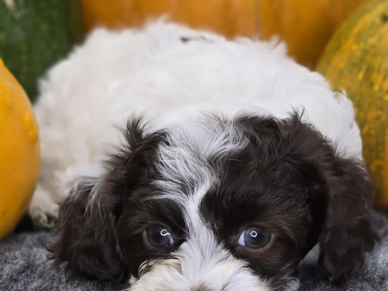 Billede 6 - Havapoo F1B