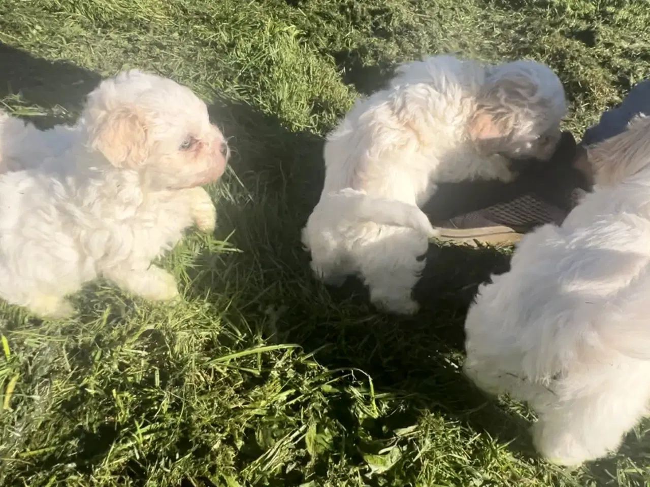 Billede 12 - Blandingshvalpe Malteser / Shih Tzu