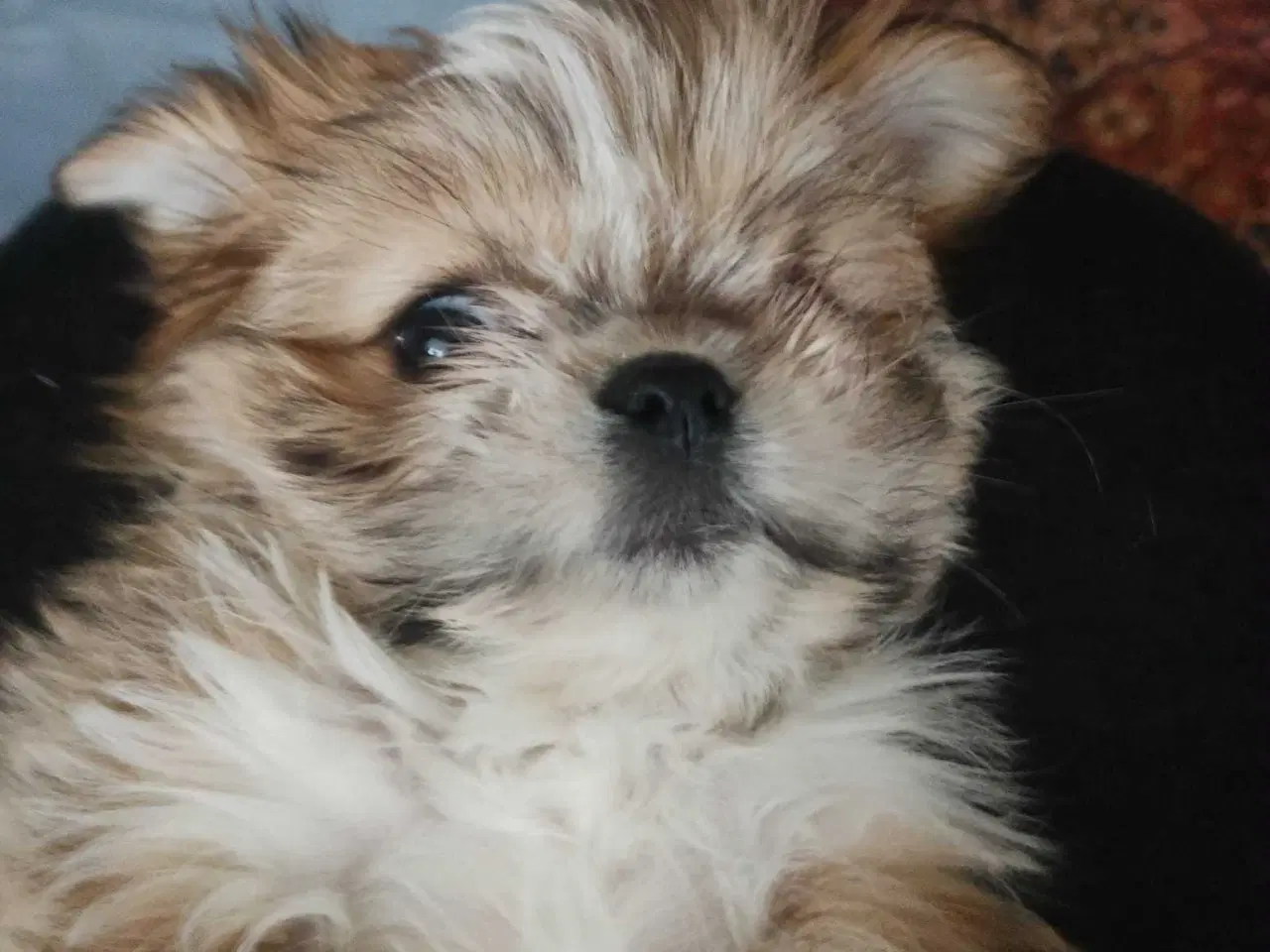 Billede 4 - Tre smukke SHIT TZU...🥰🥰🥰