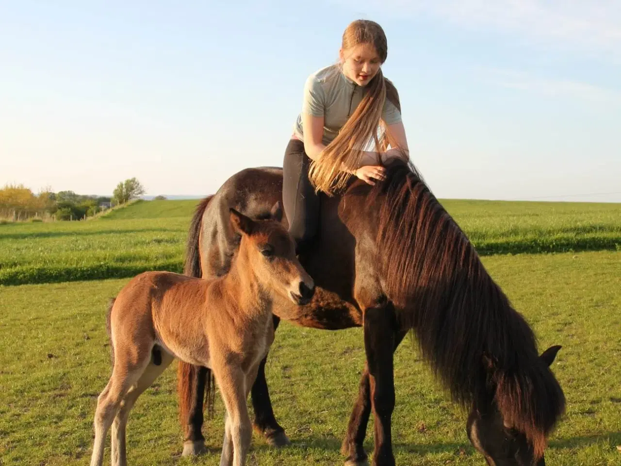 Billede 9 - Avl - Stævne eller Luksus ridehest <3